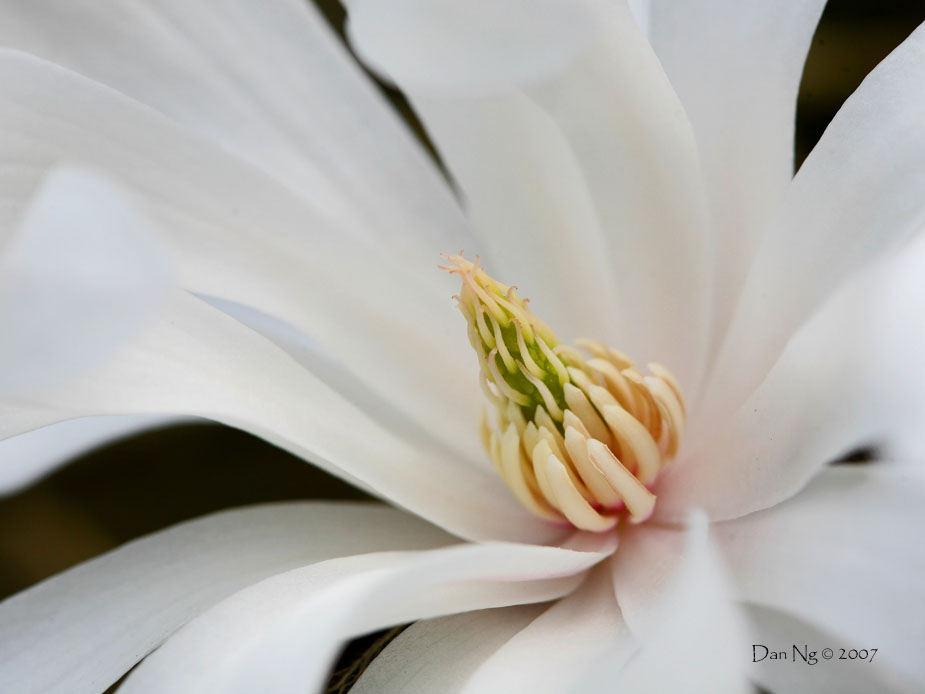 Magnolia Stellata