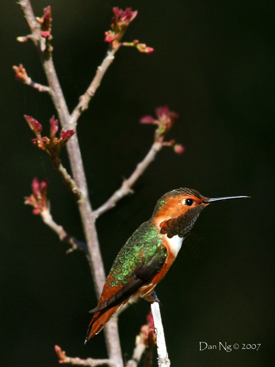 Allens Hummingbird
