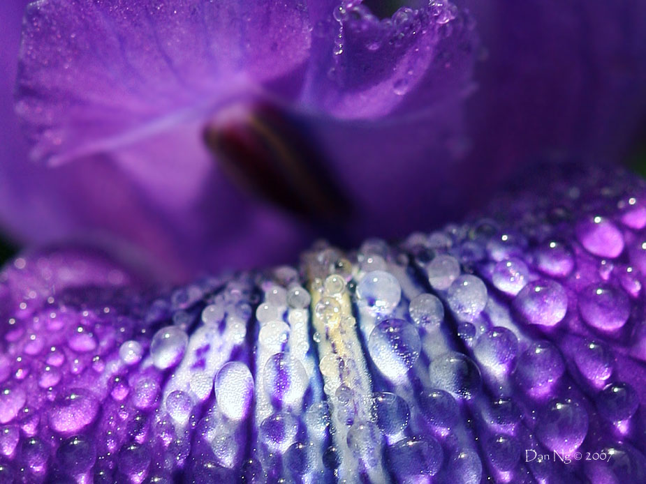 Blue Dew