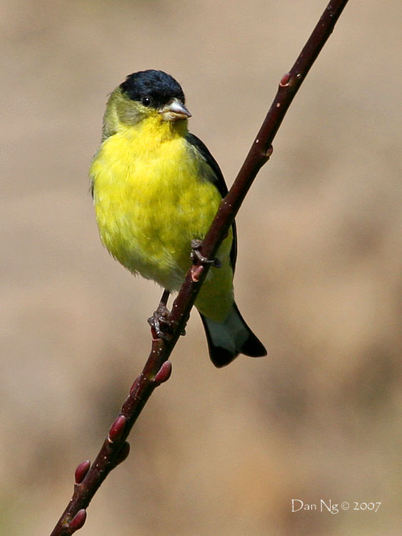 American Goldfinch