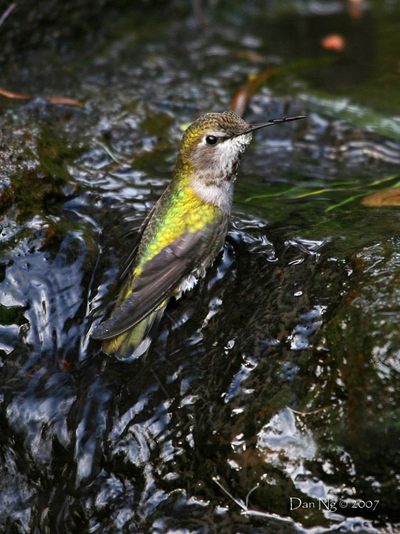 Hummingbird Spring