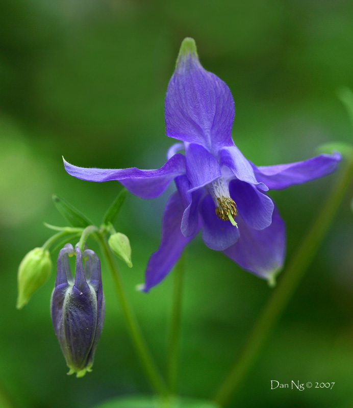 Columbine Blossom