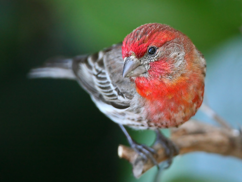 House Finch