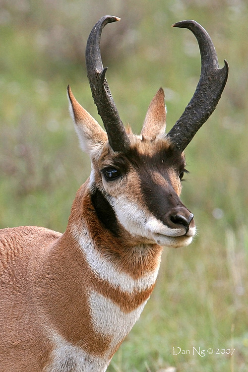 Pronghorn Portrait