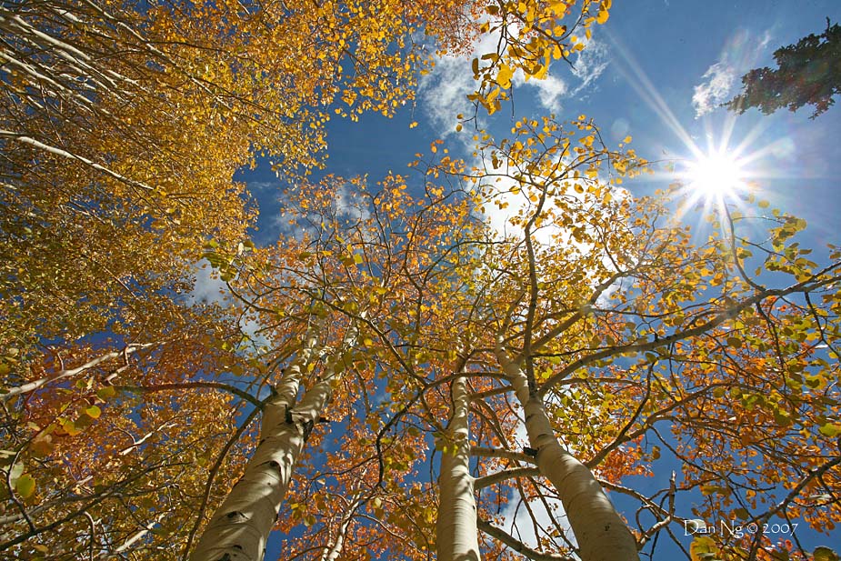 Aspen Sky