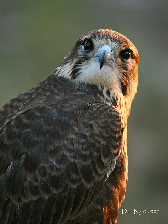 Prairie Falcon