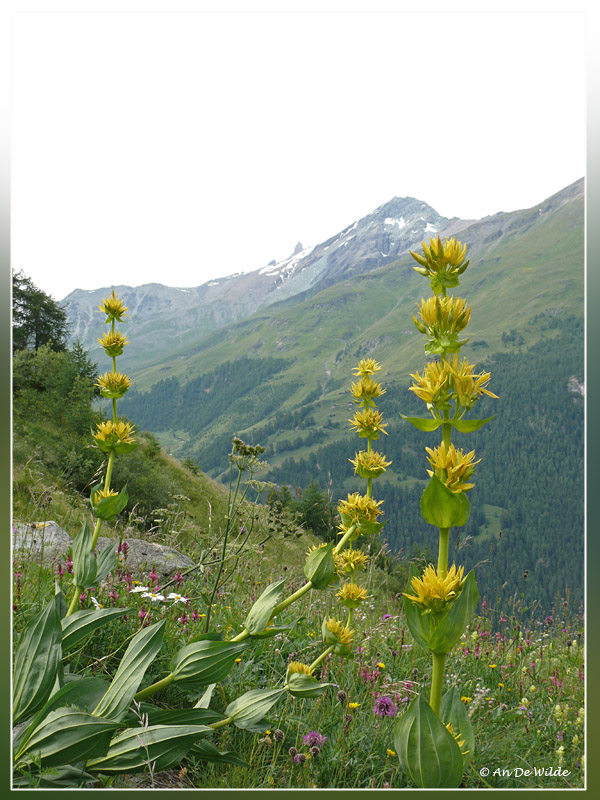 Gele gentiaan - Gentiana lutea