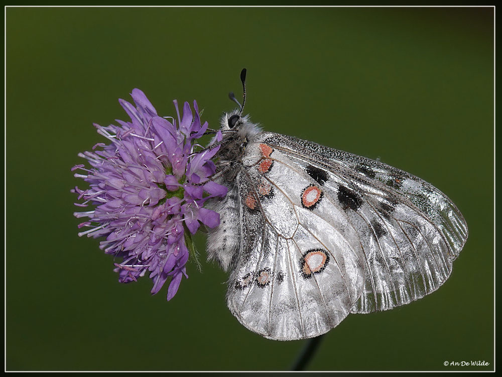 apollovlinder (Parnassius apollo)