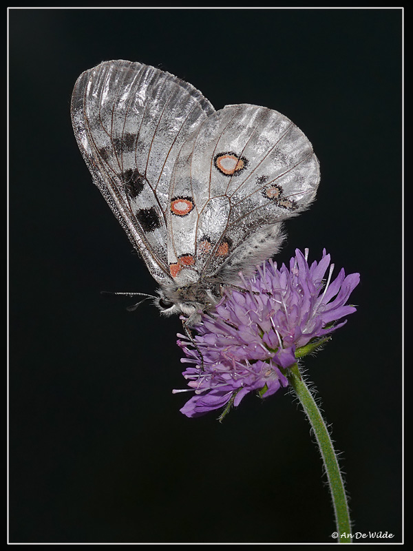 apollovlinder (Parnassius apollo)