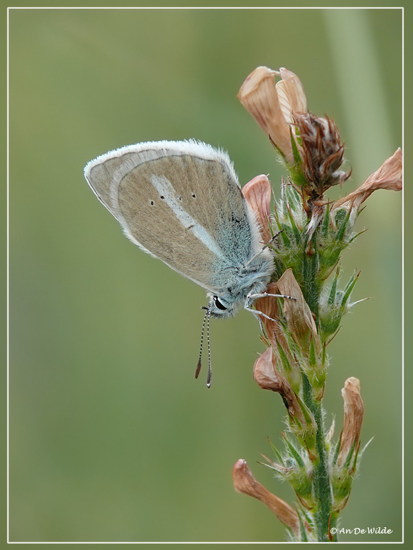 witstreepblauwtje (Polyommatus damon)
