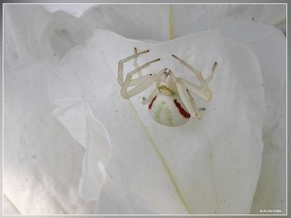 white on white 1180745.jpg