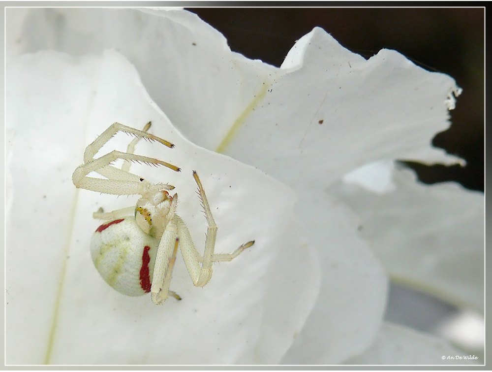 white on white 1180744.jpg