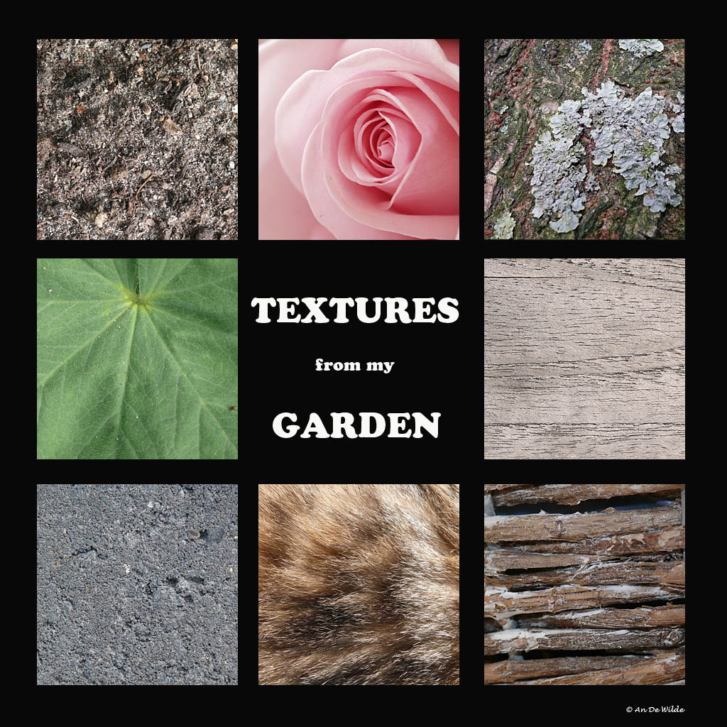 Textures.. from my garden