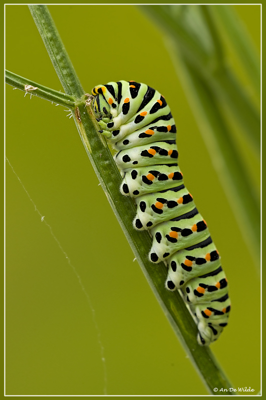Koninginnepagerups - Papilio machaon