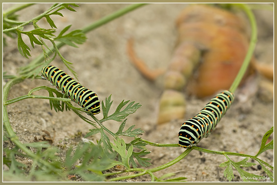 Koninginnepagerups - Papilio machaon