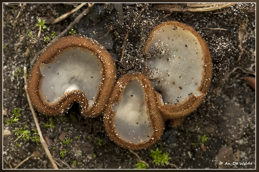 Kleine bruine bekerzwam - Humaria hemisphaerica