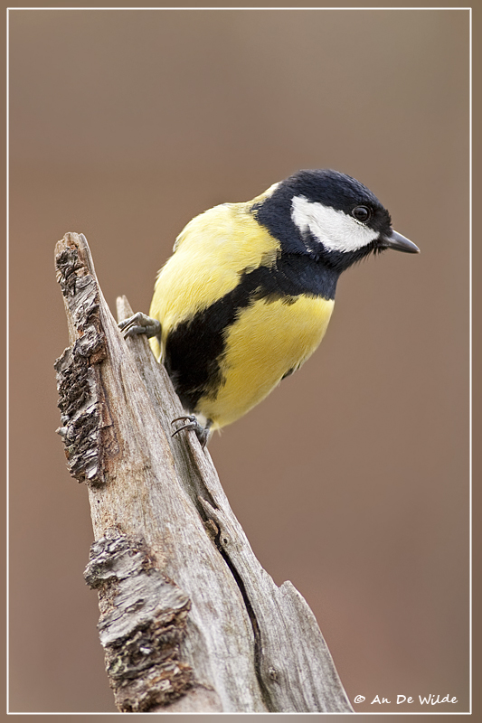 Koolmees - Parus major