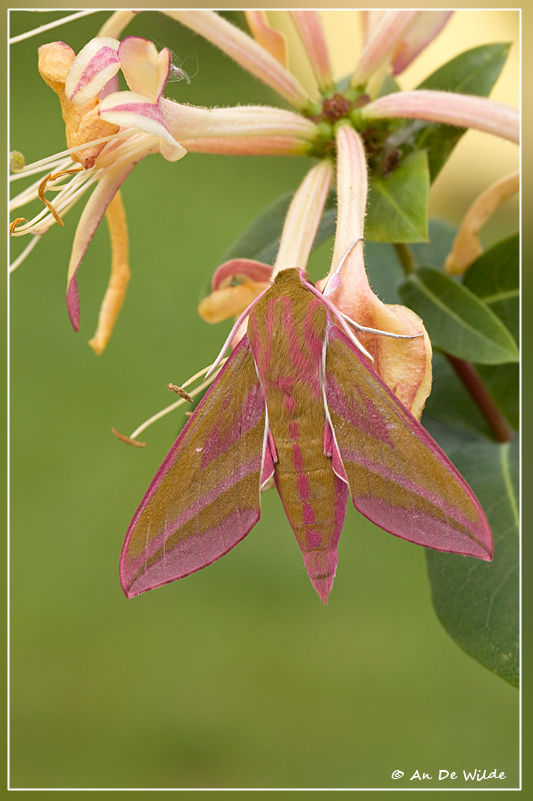 Groot avondrood - Deilephila elpenor