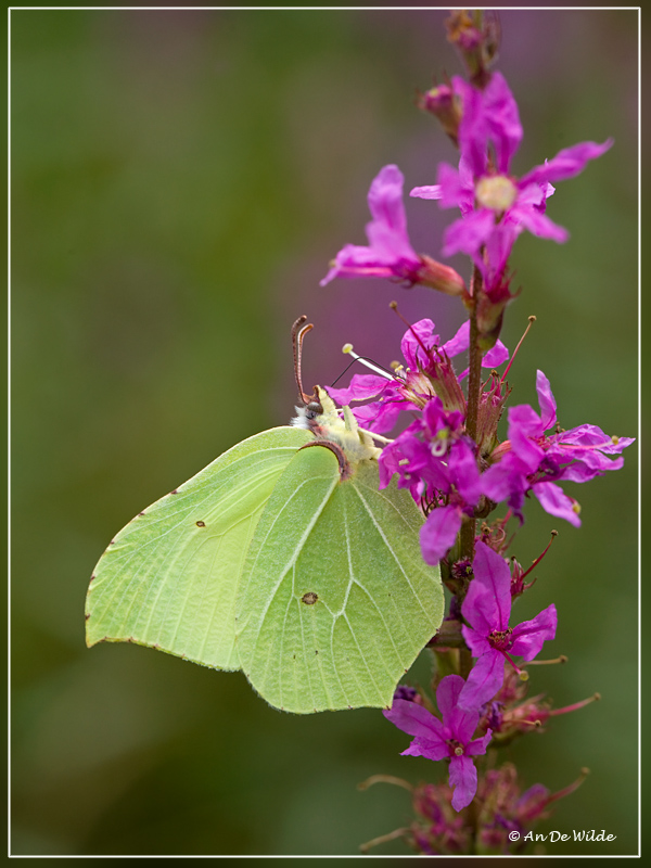 Citroenvlinder - Gonepteryx rhamni