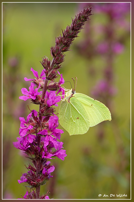 Citroenvlinder - Gonepteryx rhamni