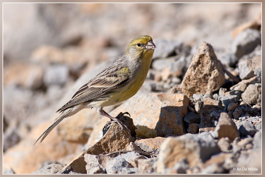 echte wilde kanarie  - Serinus canaria