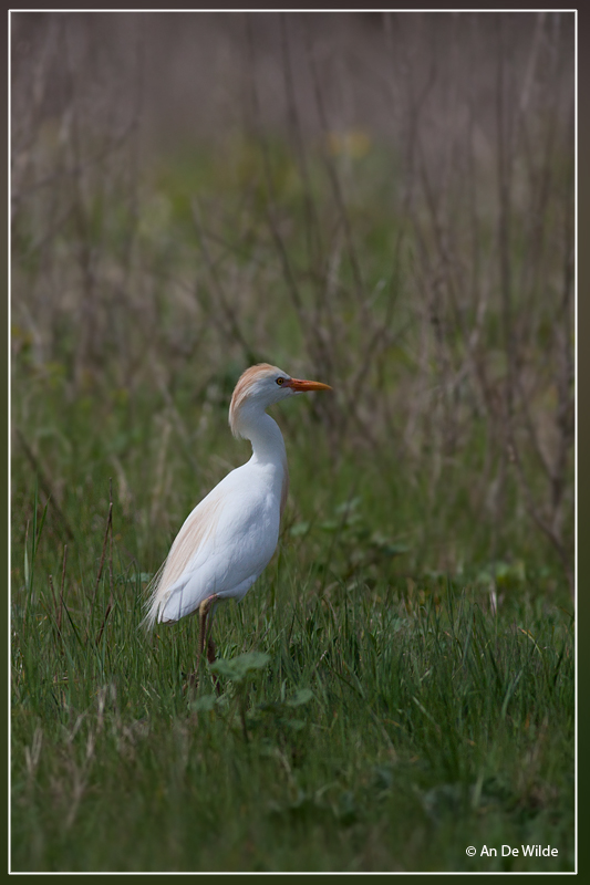 Koereiger - Bubulcus ibis