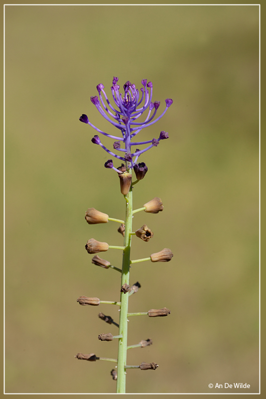 Kuifhyacint  - Muscari comosum