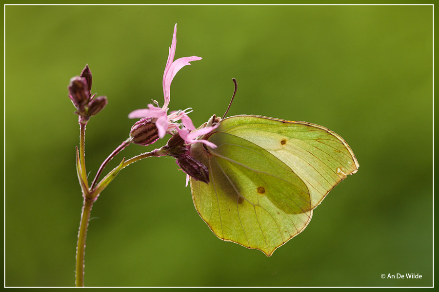 Citroenvlinder - Gonepteryx rhamni