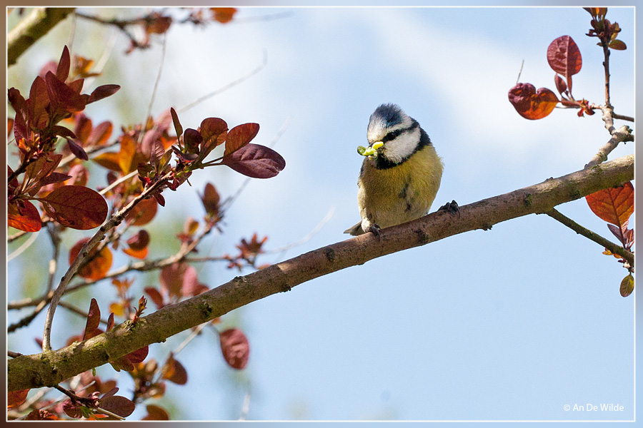 Pimpelmees - Cyanistes caeruleus