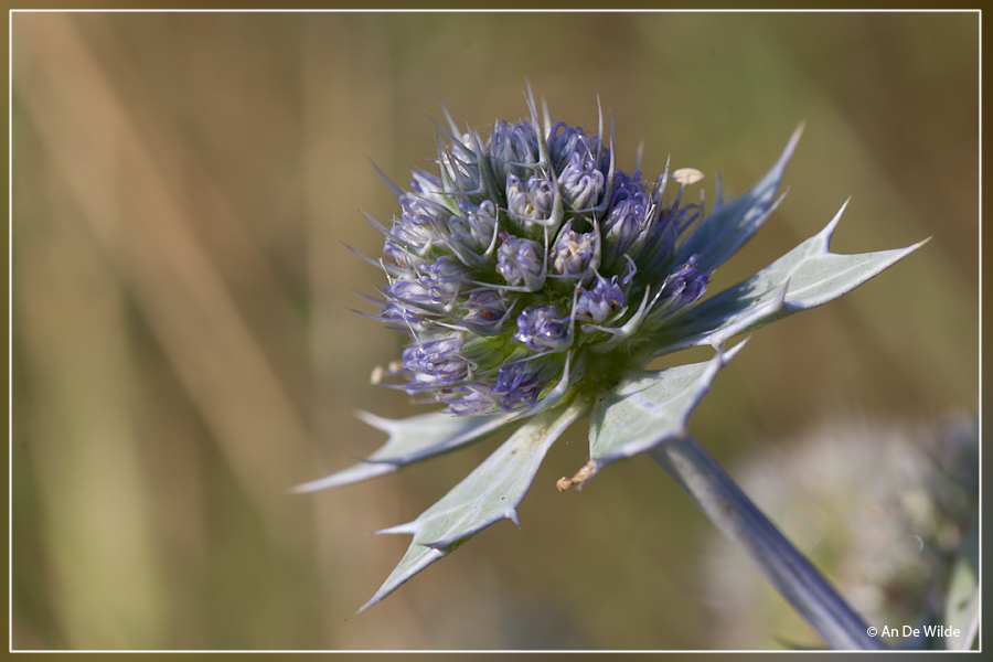 Blauwe zeedistel - Eryngium maritimum