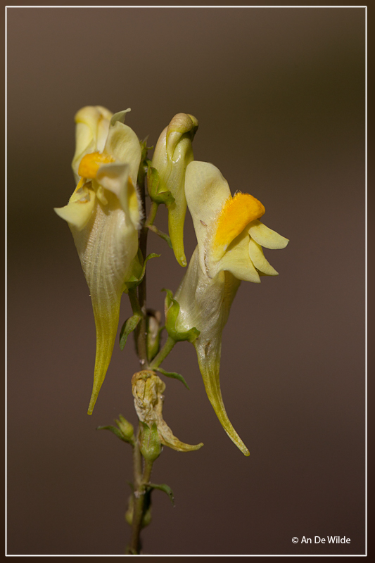 Vlasbekje - Linaria vulgaris