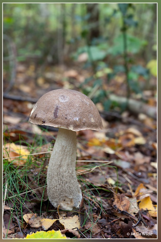 De gewone berkenboleet - Leccinum scabrum