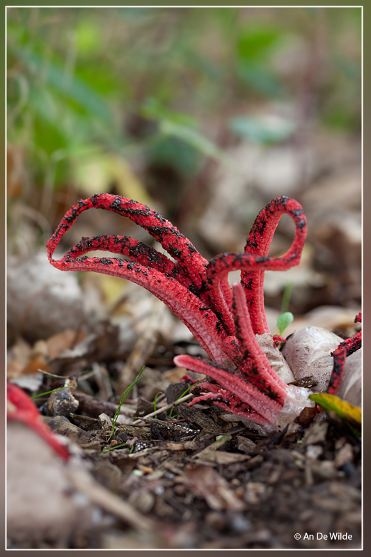 Inktviszwam - Clathrus archeri