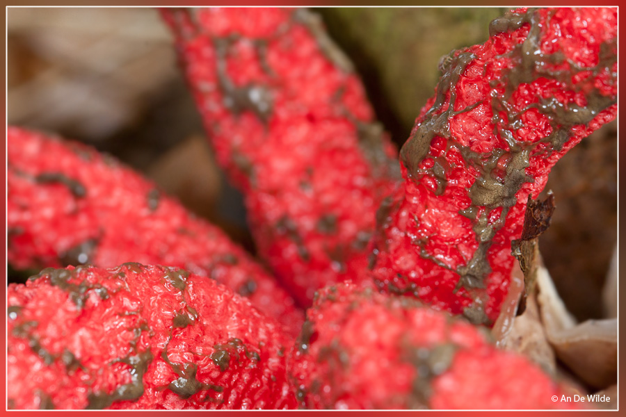 Inktviszwam - Clathrus archeri