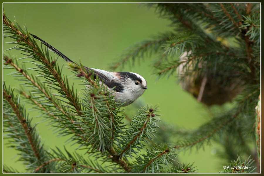 Staartmees - Aegithalos caudatus