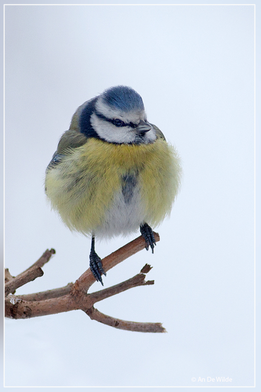 Pimpelmees - Cyanistes caeruleus