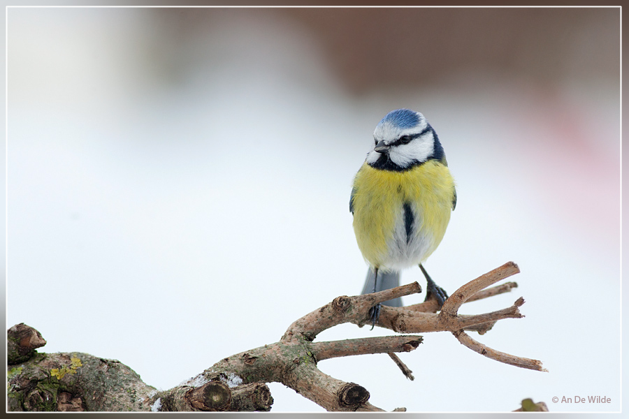 pimpelmees - Cyanistes caeruleus