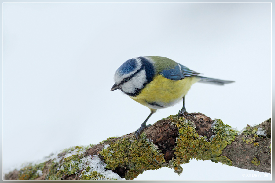 pimpelmees - Cyanistes caeruleus