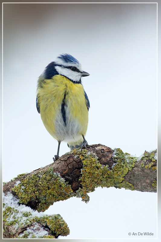 pimpelmees - Cyanistes caeruleus