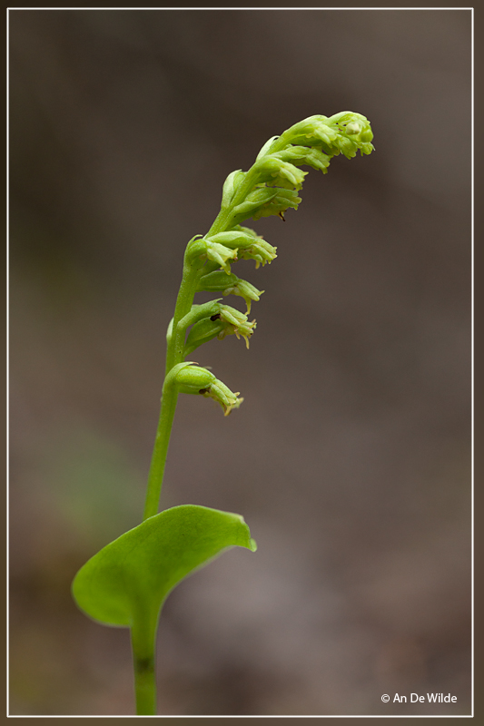 Gennaria diphylla