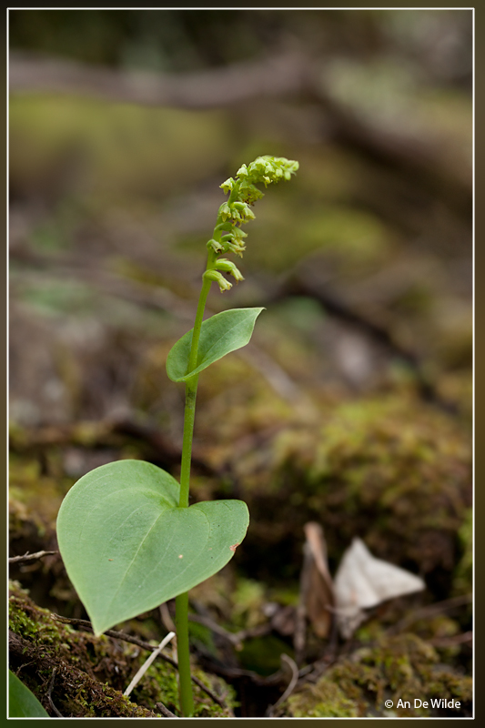Gennaria diphylla