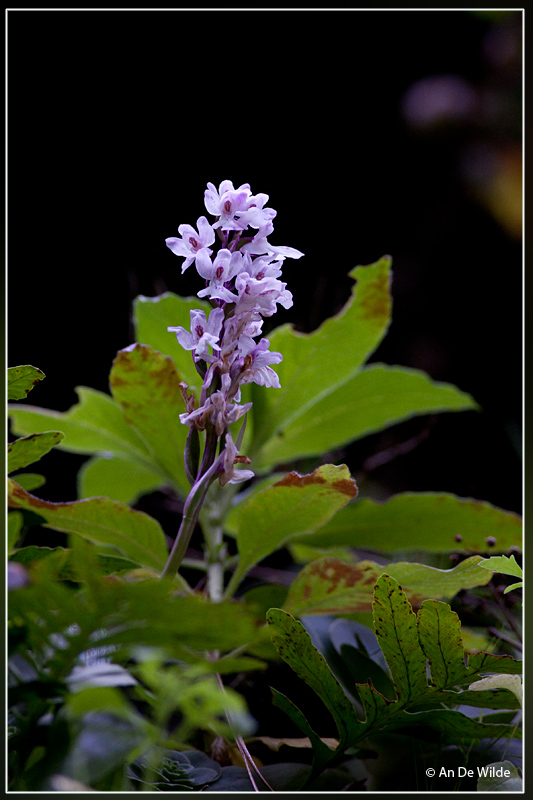 Orchis canariensis 
