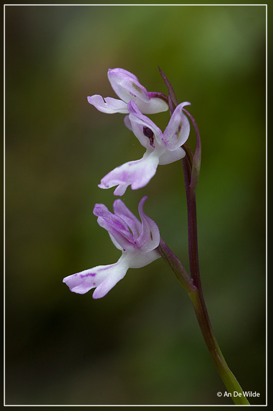 Orchis canariensis