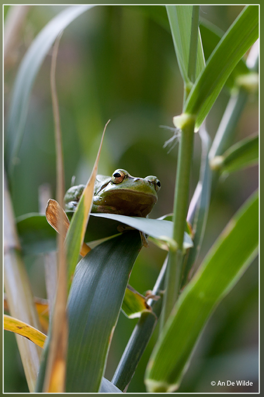 Mediterrane boomkikker- Hyla meridionalis