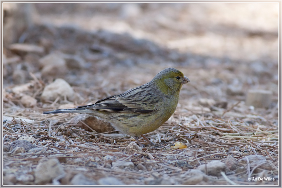 Wilde kanarie  Serinus canaria