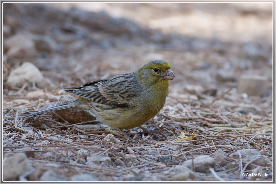 echte wilde kanarie  Serinus canaria