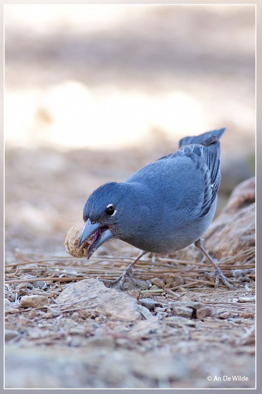 Blauwe vink - Fringilla teydea