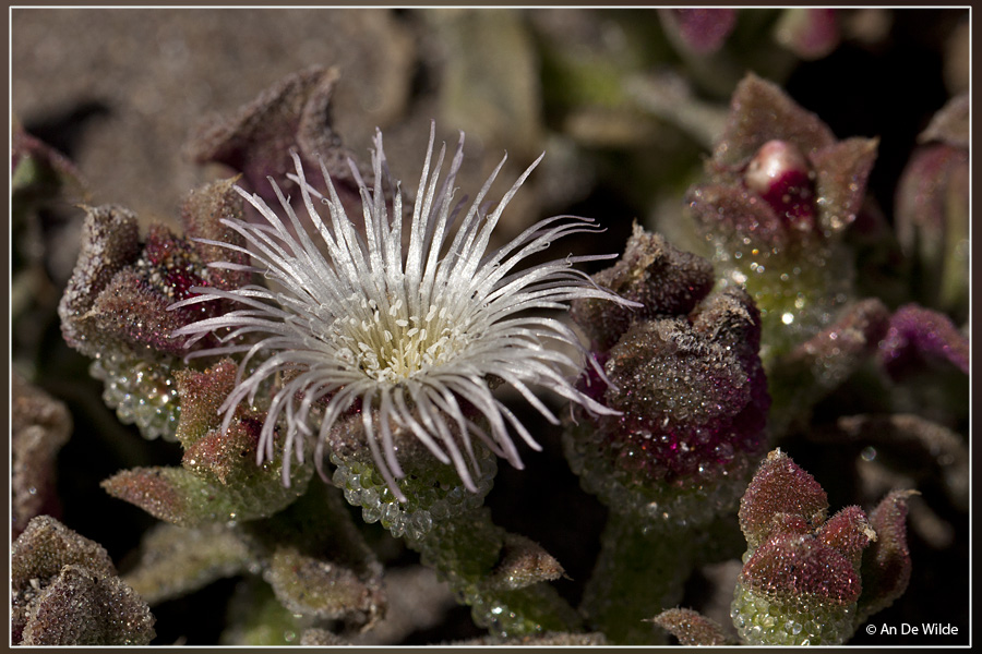 Ijskruid of ijsplantje - Mesembryanthemum crystallinum