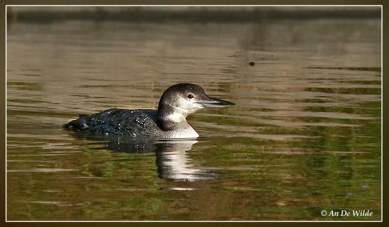 ijsduiker / Great Northern Diver