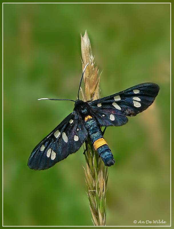 Phegeavlinder - Amata phegea